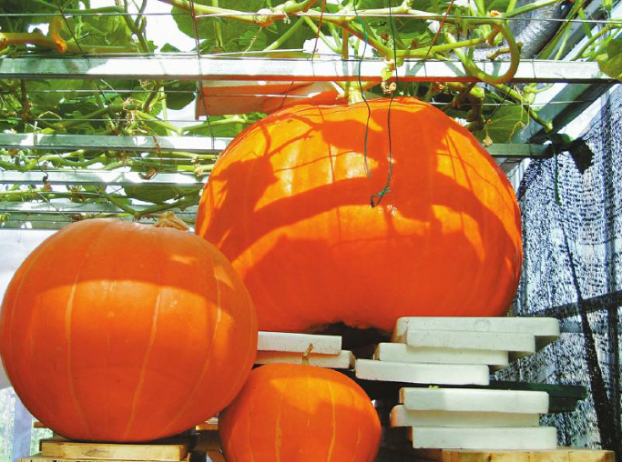 1622519105137873.png image.png