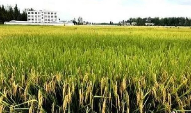 1623055136215460.png image.png